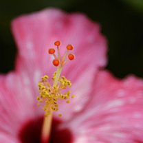 Masao Nakashima �������j Photograph